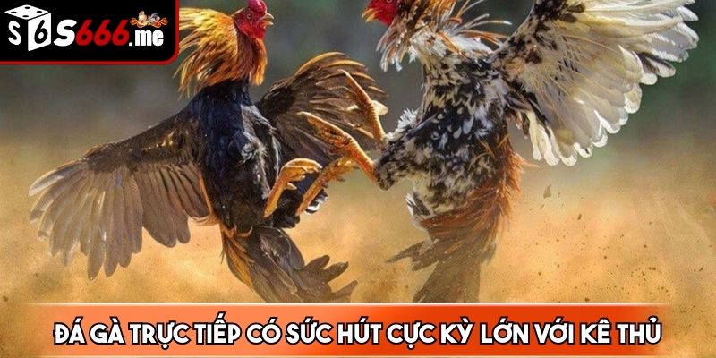 Giao dịch cược chọi gà luôn luôn an toàn và minh bạch nhất