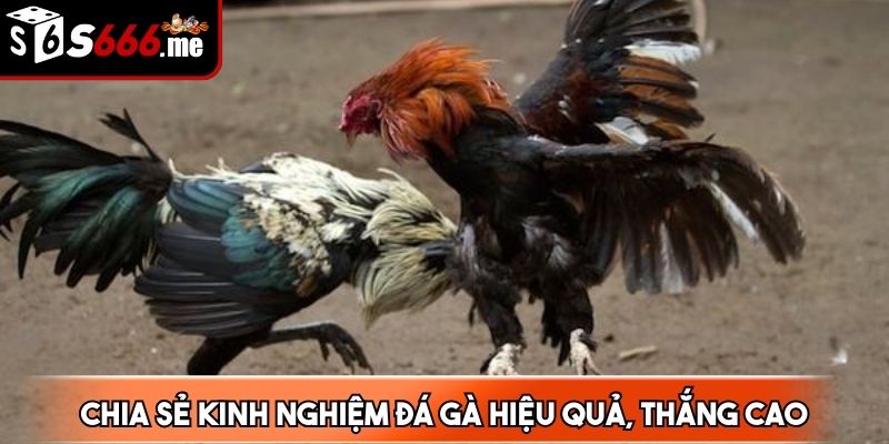 Nắm vững phong cách đối đầu của chiến kê để dự đoán đúng