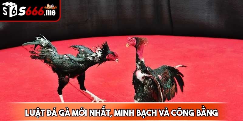 Luật đá gà mới nhất được coi là đơn giản và dễ hiểu với mọi người